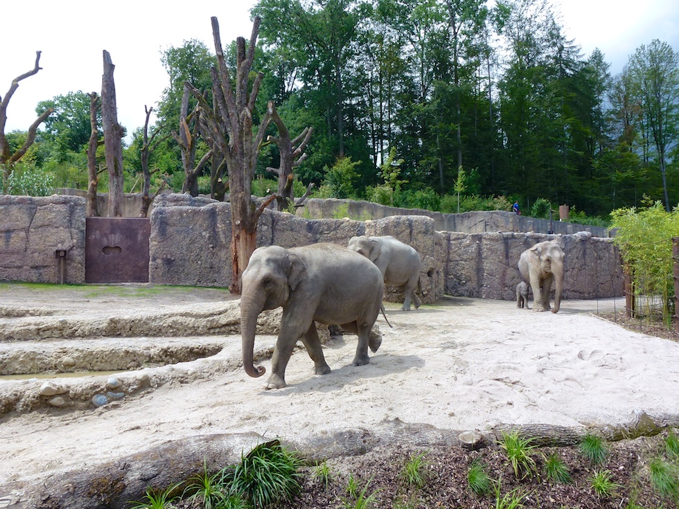 Elefanten in ihrer neuen Aussenanlage im Zoo Zürich