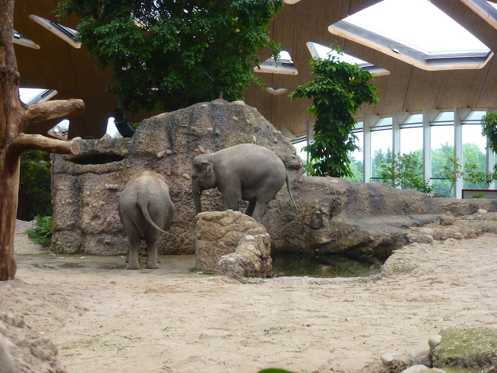 Ein Blick ins Innere der neuen Elefantenanlage im Zoo Zürich