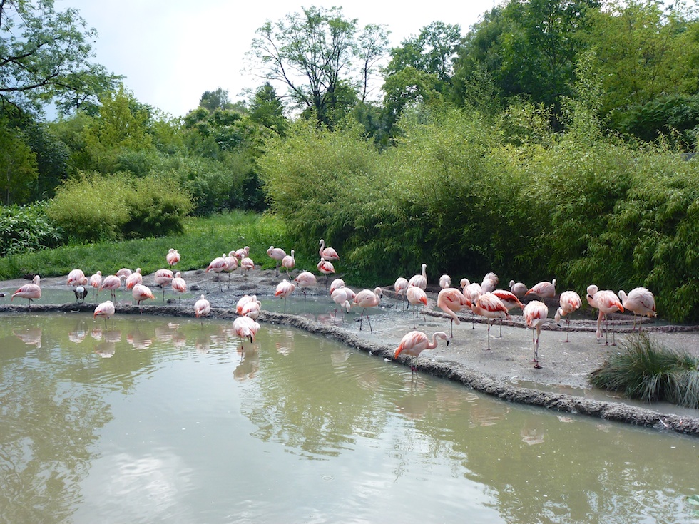 Flamingos im Zoo Zürich
