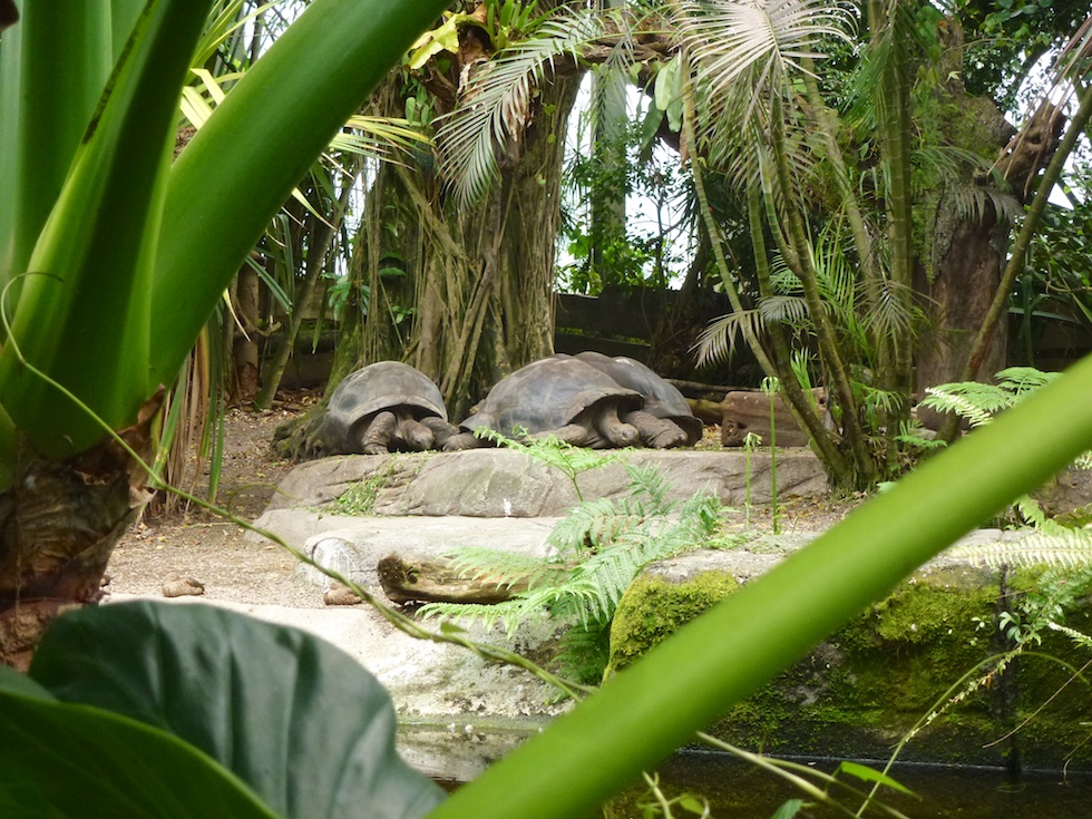 Auch Riesenschildkröten fühlen sich in der Masoala-Halle wohl