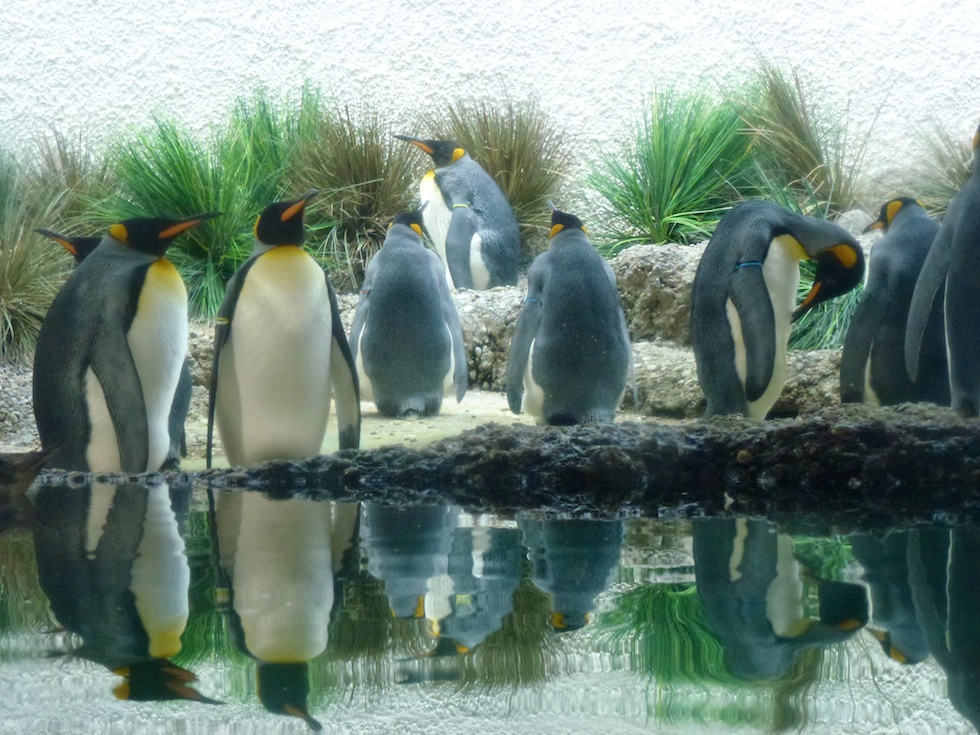 Sie dürfen nicht fehlen: Die Pinguine im Zoo Zürich