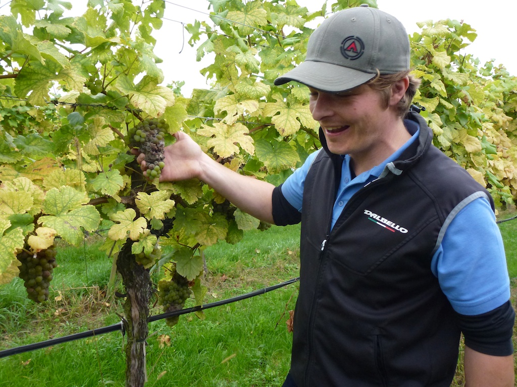 Ein schlechter Sommer für die Weintrauben: Salomon Undhof-Kellermeister Thomas  Ganser instruiert uns für die Weinlese.